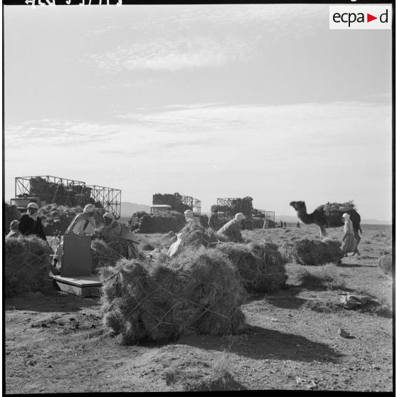 La Fontaine. Les nomades pèsent l'alfa.