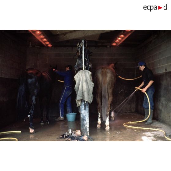 Houesville (50). Haras du Vivier : bouchonnage des chevaux.