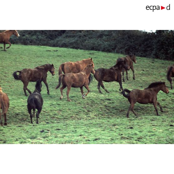 Lieusaint (50). Elevage de chevaux.