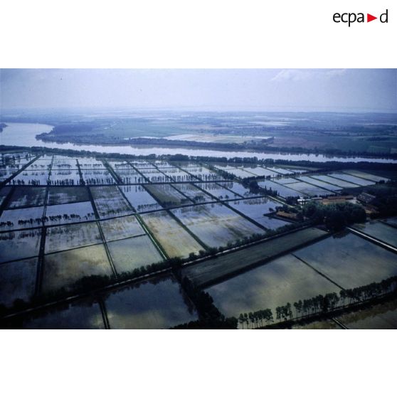 Camargue (13). Riziculture; rizières.