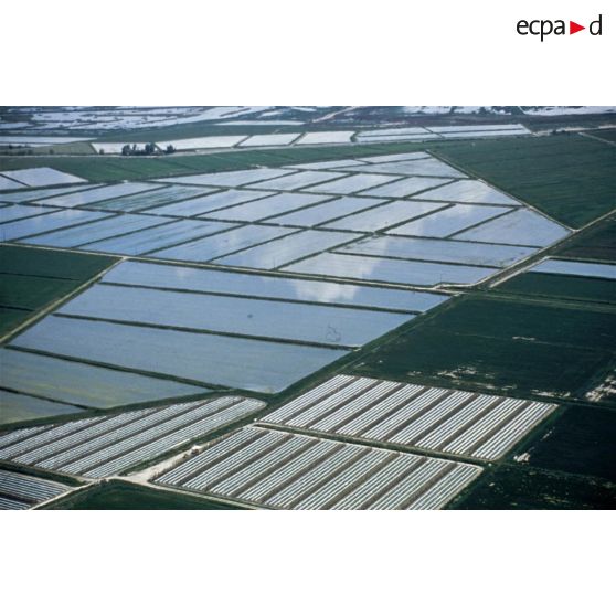 Camargue (13). Riziculture; rizières.