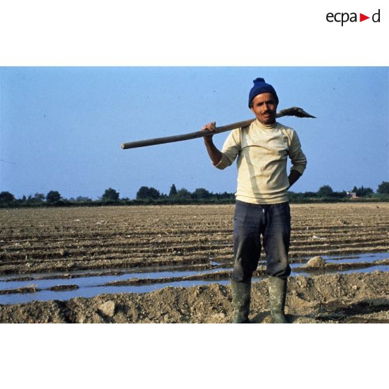 Camargue (13). Ouvrier agricole maghrébin.