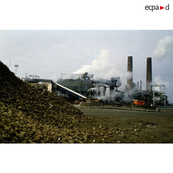 Eppeville (80). Générale sucrière. Stock de betteraves devant la sucrerie.