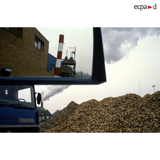 Eppeville (80). Générale sucrière. Prélèvement de betteraves pour le "taronage".