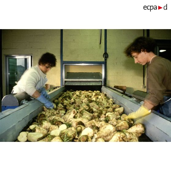 Eppeville (80). Générale sucrière. Tri des betteraves lavées pour le "taronage".
