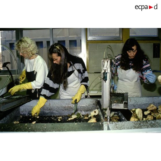 Eppeville (80). Générale sucrière. Découpe des betteraves pour le "taronage".