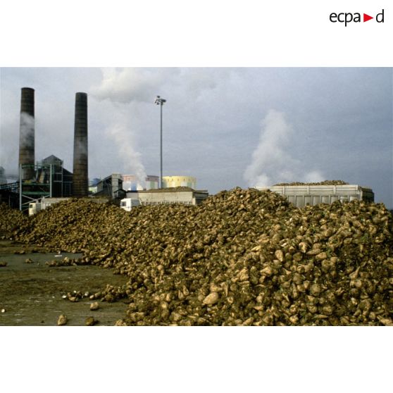 Eppeville (80). Générale sucrière. Stockage des betteraves avant le traitement.