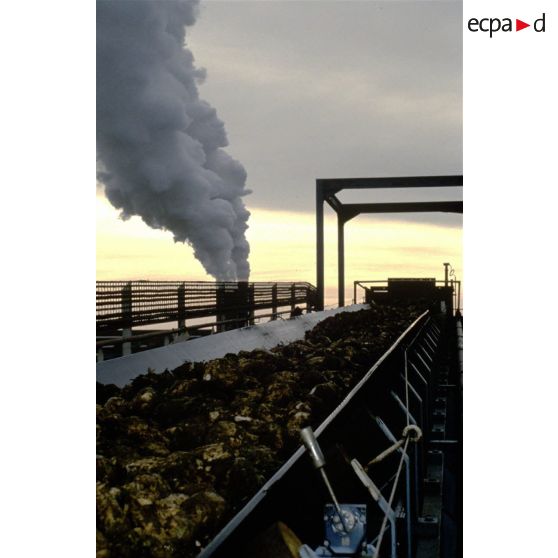 Eppeville (80). Générale sucrière. Acheminement des betteraves dans la sucrerie.