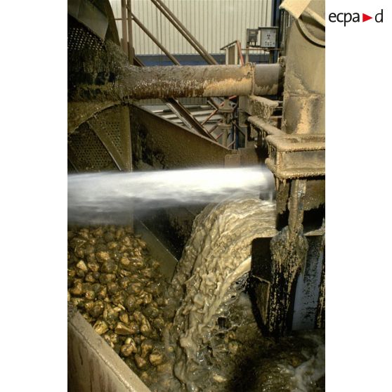 Eppeville (80). Générale sucrière. Lavage des betteraves à sucre.