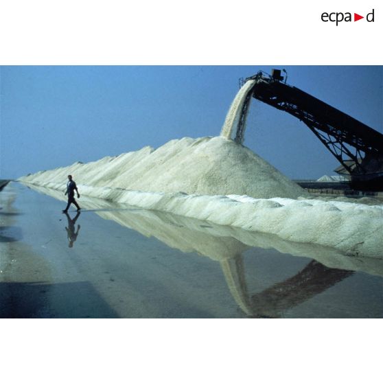 Salin-de-Giraud (13). Camargue. Récolte de sel.