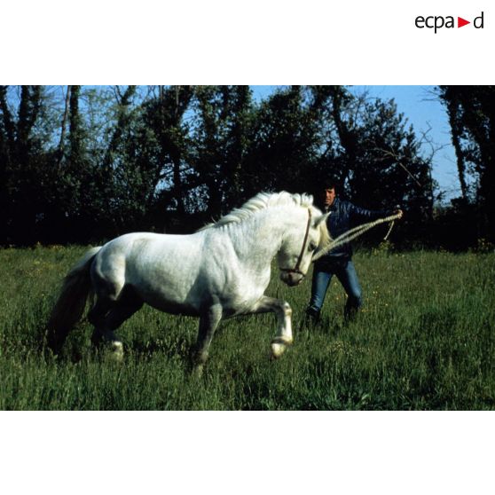 Camargue (13). Eleveur de chevaux "Camargue".
