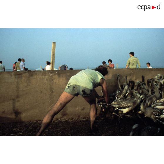 Camargue (13). L'étude des migrations pour baguage de jeunes flamands.