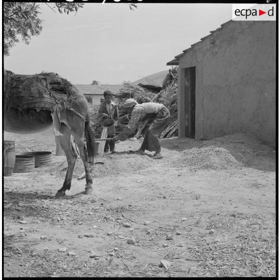 Centre de regroupement d'Ouled Ali. Un homme et son fils faisant du ciment.