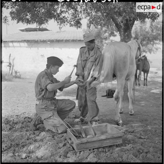 Guelma. 151e régiment d'infanterie motorisée (RIM). Le 2e classe 58/1B ferre un cheval du peloton du groupement de compagnies nomades algériennes (GCNA).