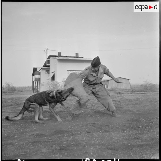 Guelma. 151e régiment d'infanterie motorisée (RIM). Un chien du peloton cynophile au travail.