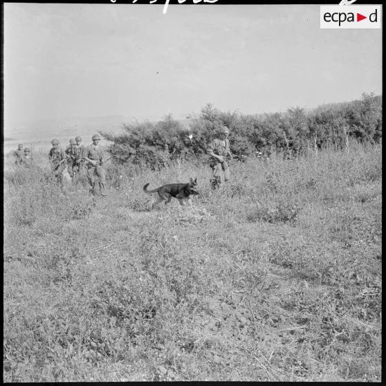 Guelma. 151e régiment d'infanterie motorisée (RIM). Un maître-chien 58/1C avec son chien en patrouille.