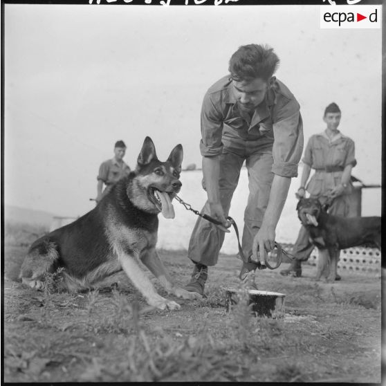 Guelma. 151e régiment d'infanterie motorisée (RIM). Après avoir bien travaillé les chiens mangent la soupe.