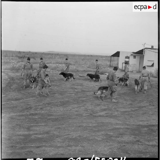 Guelma. 151e régiment d'infanterie motorisée (RIM). Le peloton cynophile au travail.