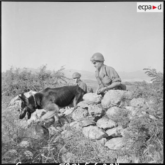 Guelma. 151e régiment d'infanterie motorisée (RIM). Le 1ère classe de la 57/2C avec son chien franchissent un mur.