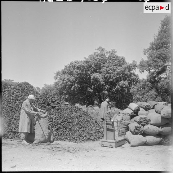 Le chantier de charbon de bois d'un regroupement dans la montagne.