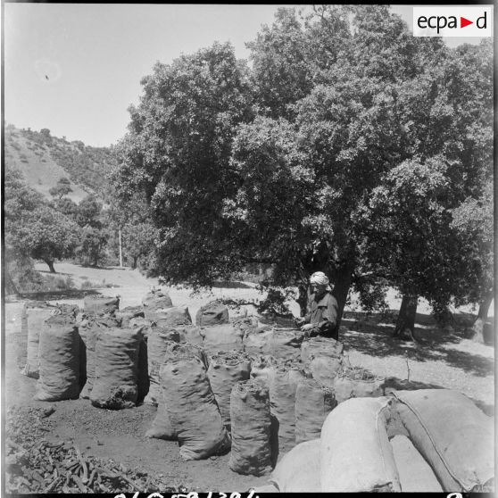 Chantier de l'entreprise de charbon de bois d'un regroupement dans la montagne.
