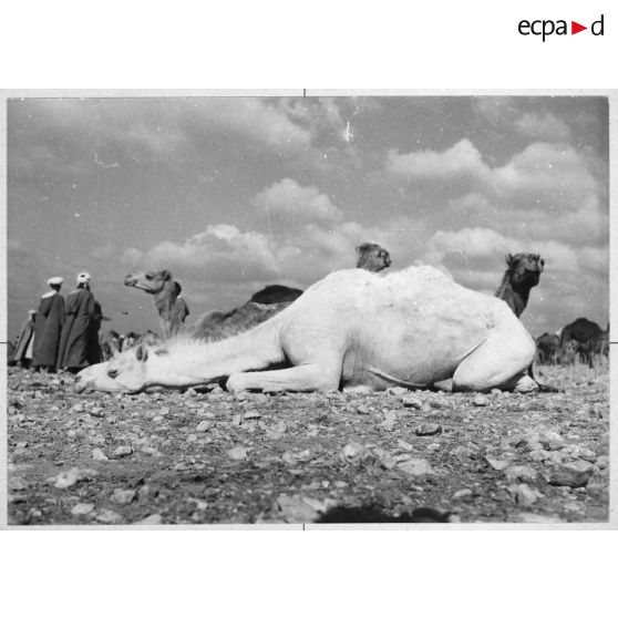 Maroc, Goulimine, 1959. Le marché aux chameaux.