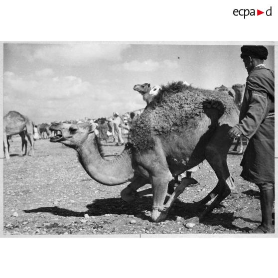 Maroc, Goulimine, 1959. Le marché aux chameaux.