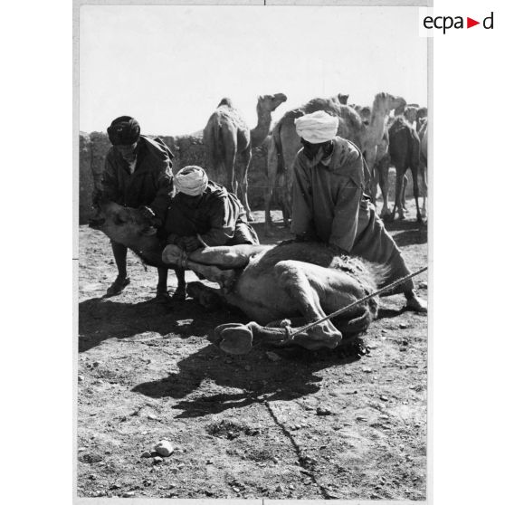 Maroc, Goulimine, 1959. Le marché aux chameaux.