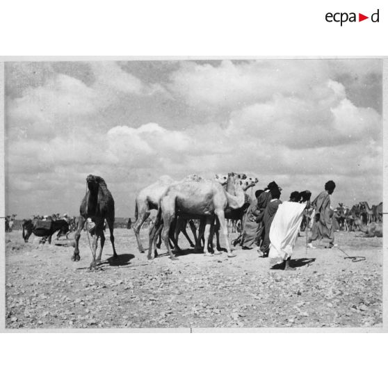Maroc, Goulimine, 1959. Le marché aux chameaux.