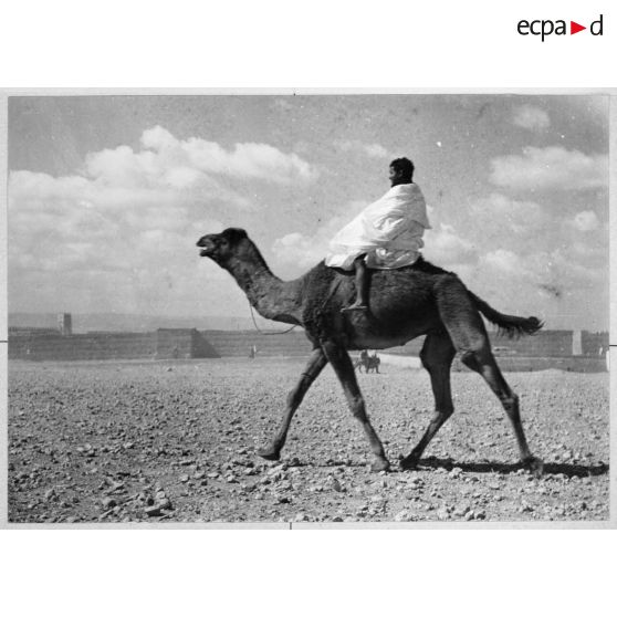 Maroc, Goulimine, 1959. Au marché. Essai d'un chameau de selle.