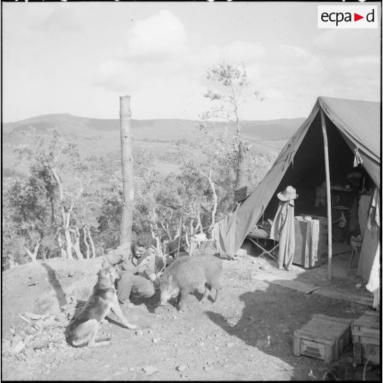 Le sous-lieutenant Conrad, promotion Cherchell 804, commandant le poste, entouré de son chien et d'un sanglier apprivoisé.