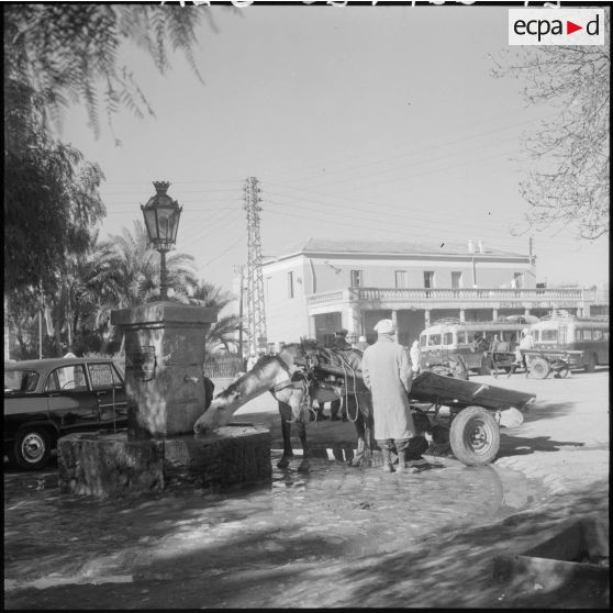 Protection par l'armée de l'oléoduc de M'Sila. Un cheval boit l'eau d'une fontaine sur la place d'une ville.