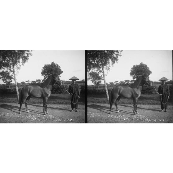 1159. A l'établissement zoootechnique, près d'Hanoï, sur la route Mandarine. Azur. 1 m 22, bai, pur sang annamite. Brillant cheval de course. [légende d'origine]