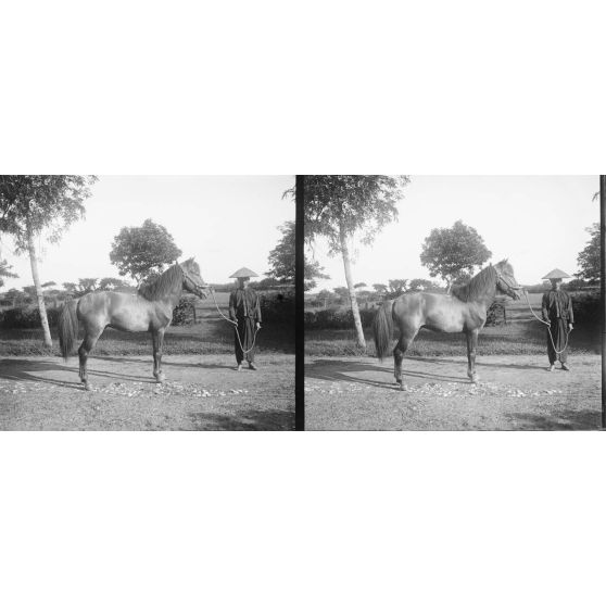 1160. A l'établissement zoootechnique, près d'Hanoï, sur la route Mandarine. Azur (voir 1159). [légende d'origine]