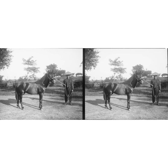 1161. A l'établissement zoootechnique, près d'Hanoï, sur la route Mandarine. Béguin (voir 1158). [légende d'origine]