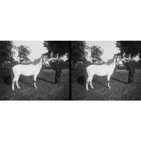 1162. A l'établissement zoootechnique, près d'Hanoï, sur la route Mandarine. Fabius. 1.35, gris clair, 3/4 sang annamite, 1/4 sang breton. [légende d'origine]