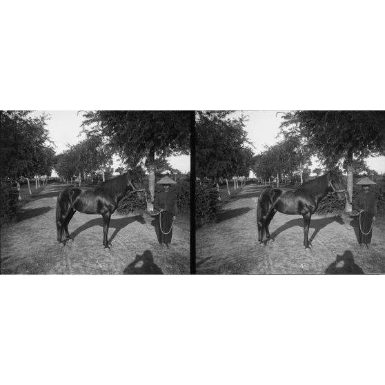 1163. A l'établissement zoootechnique, près d'Hanoï, sur la route Mandarine. Darius. 1 m 26, bai très foncé, 1/2 sang annamite, landais. [légende d'origine]