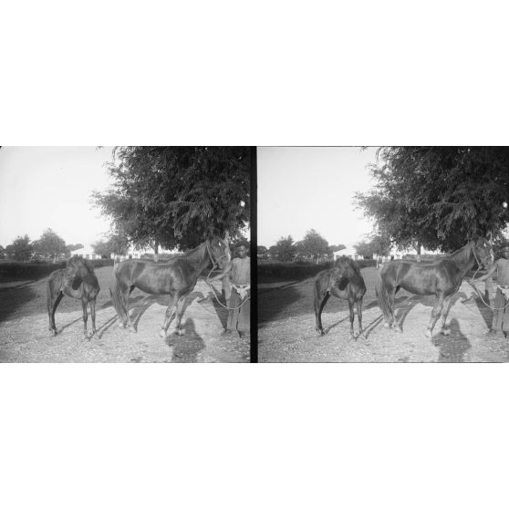 1164. A l'établissement zoootechnique, près d'Hanoï, sur la route Mandarine. Sibka [illisible]. Jument polonaise alezan et son poulain par Darius (1163). [légende d'origine]