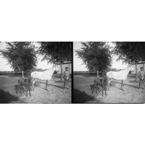 1165. A l'établissement zoootechnique, près d'Hanoï, sur la route Mandarine. Tafna [illisible]. Jument tarbaise gris-pommelé et son poulain par Gamin (annamite). [légende d'origine]