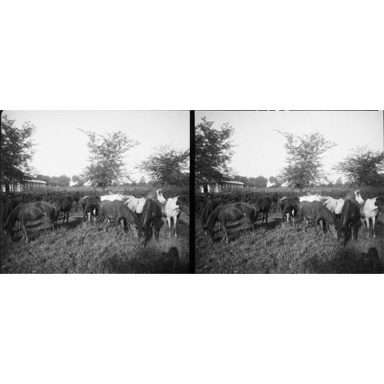 1166. A l'établissement zoootechnique, près d'Hanoï, sur la route Mandarine. Lot de pouliches de 3 à 4 ans. [légende d'origine]