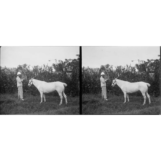 1168. A l'établissement zoootechnique, près d'Hanoï, sur la route Mandarine. Cheval chinois. [légende d'origine]