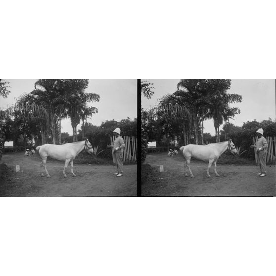 1169. A l'établissement zoootechnique, près d'Hanoï, sur la route Mandarine. Cheval chinois. [légende d'origine]