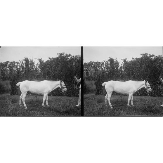 1170. A l'établissement zoootechnique, près d'Hanoï, sur la route Mandarine. Cheval chinois. [légende d'origine]