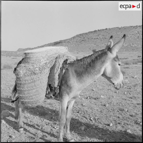 La 11e compagnie nomade et le 70e RG à Berrouaghia et Bouïra. [Description en cours]