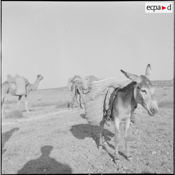 La 11e compagnie nomade et le 70e RG à Berrouaghia et Bouïra. [Description en cours]