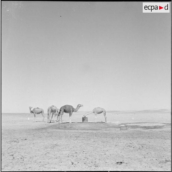 La 11e CSPA (11e compagnie saharienne portée africaine) à Tindouf. [Description en cours]
