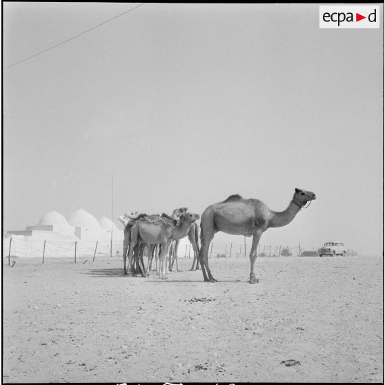 Les habitants de Tindouf. [Description en cours]