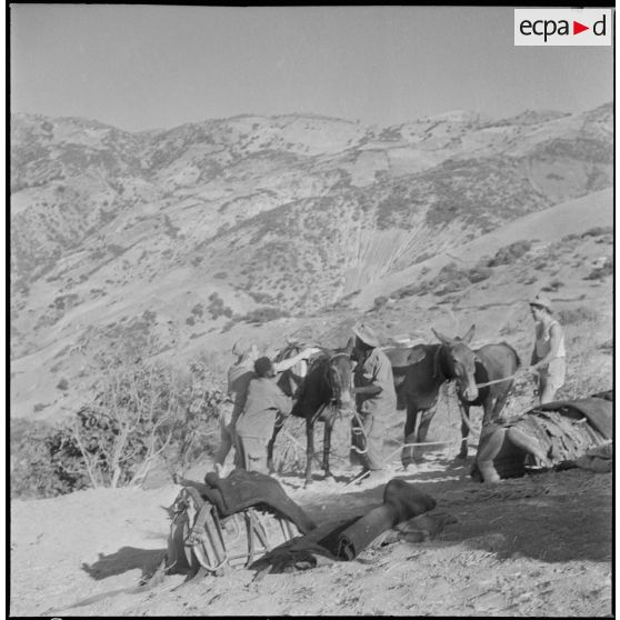 La 1re compagnie muletière et de transport. [Description en cours]