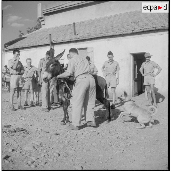 La 1re compagnie muletière et de transport. [Description en cours]