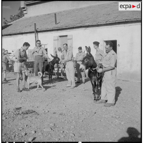 La 1re compagnie muletière et de transport. [Description en cours]